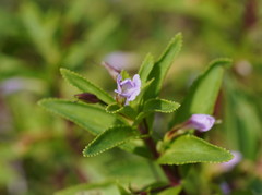 Limnophila aromatica