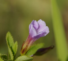 Limnophila aromatica
