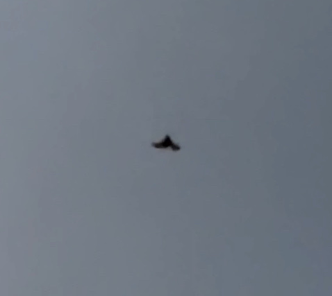Aeorestes semotus observed 2025-05-08