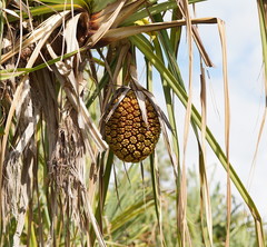 Pandanus cookii