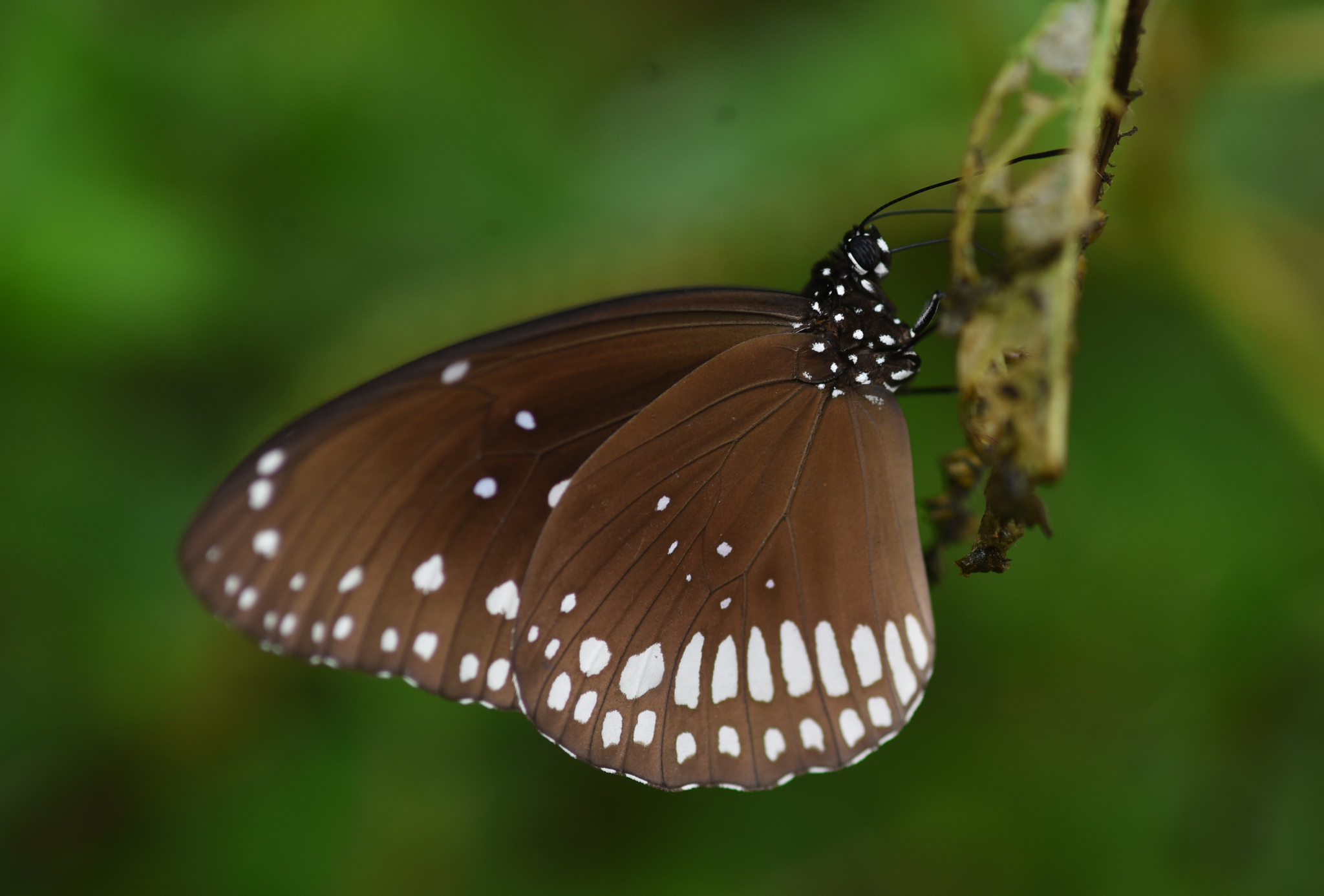 Common Crow
