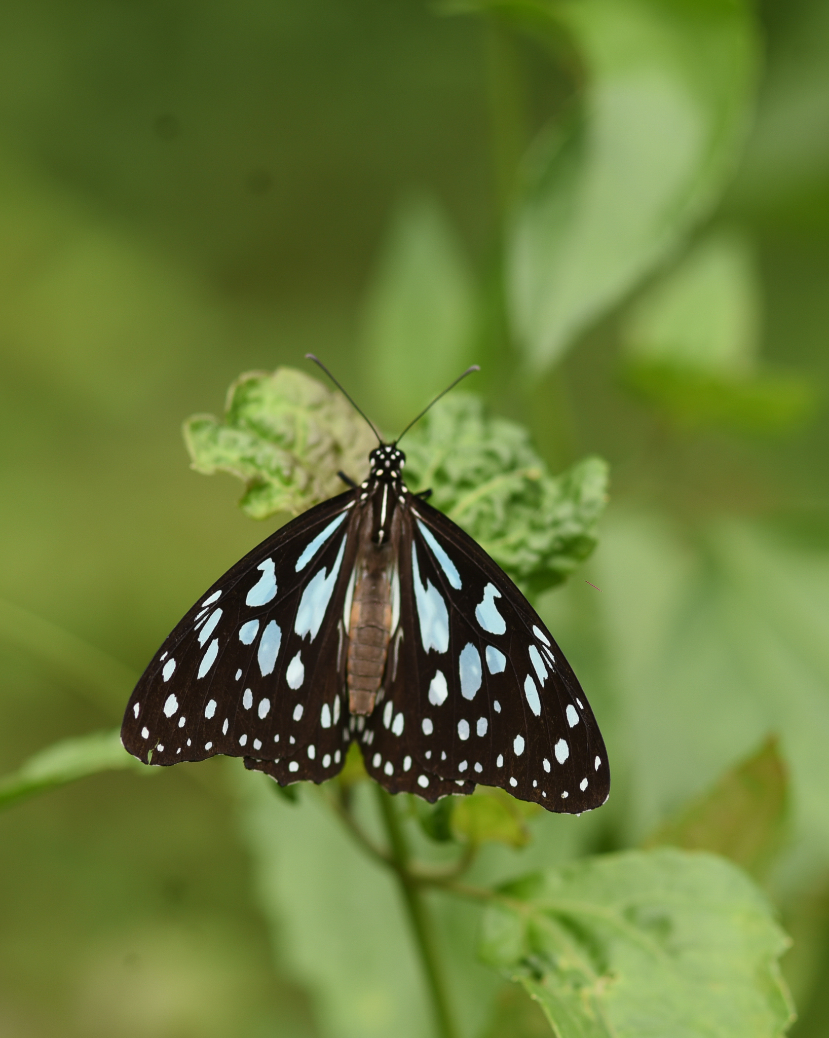 Blue Tiger