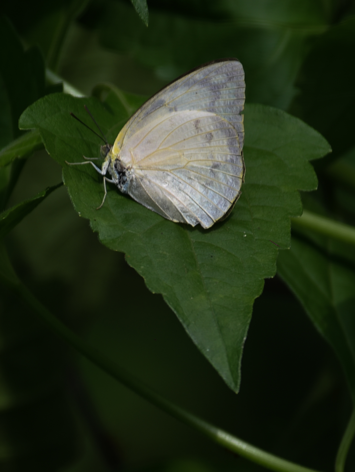Lemon Emigrant
