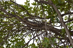 Varanus salvator salvator