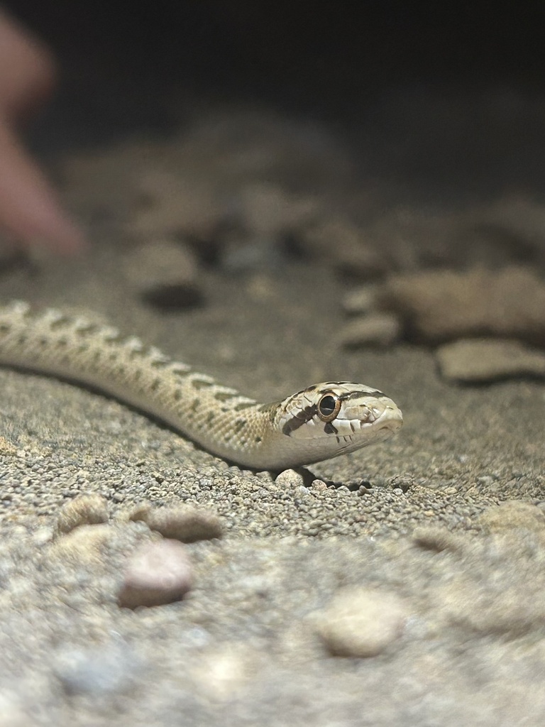 California Glossy Snake
