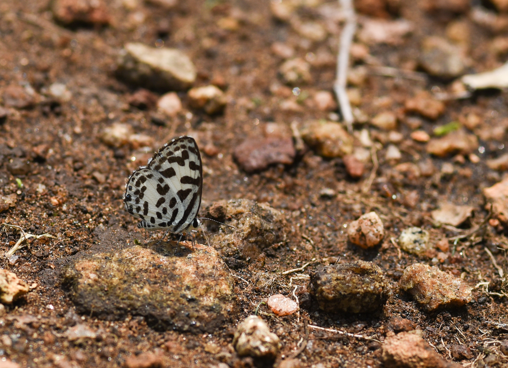 Common Pierrot