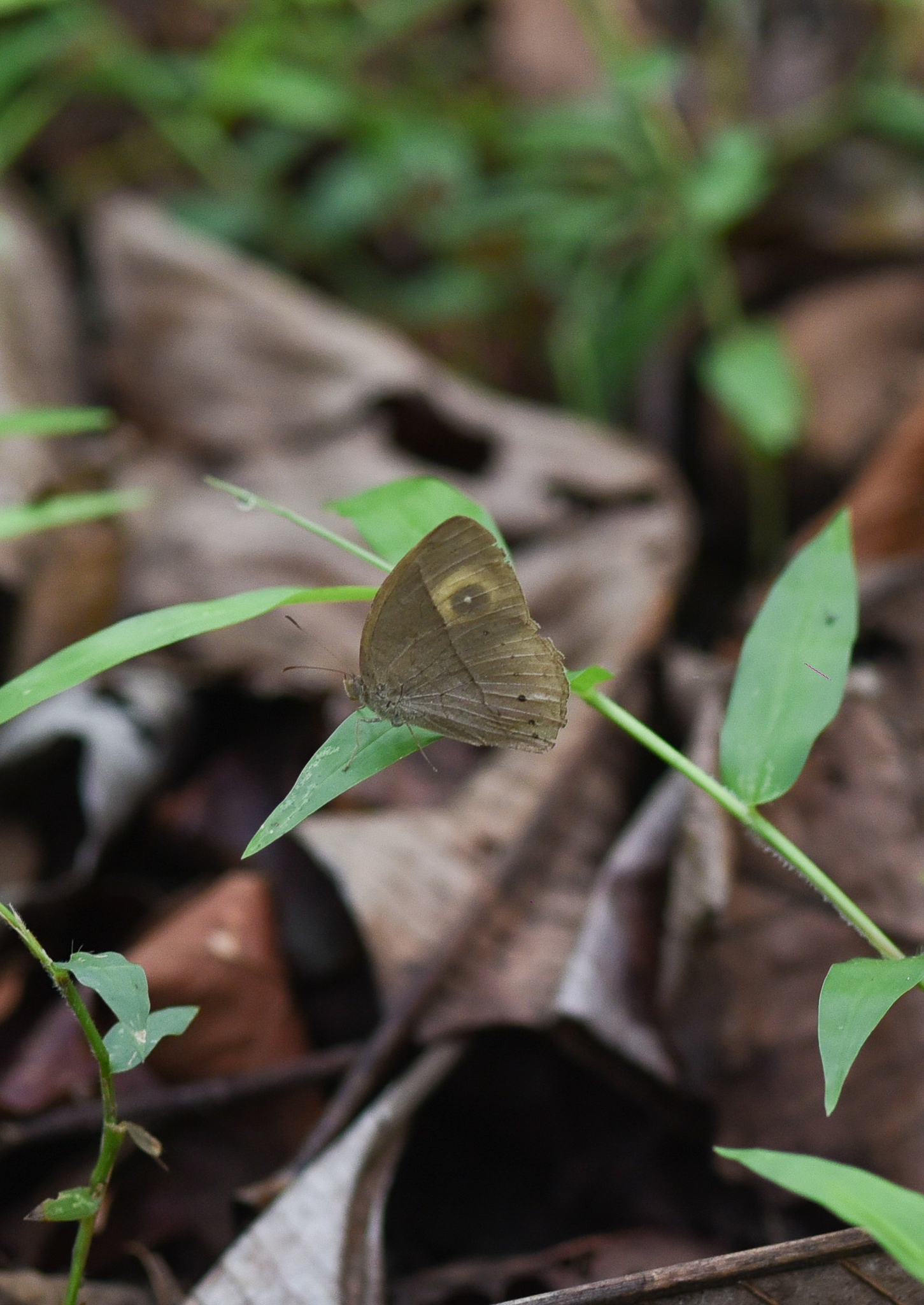 Malabar Glad-Eye Bushbrown
