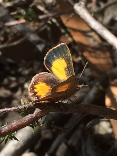 Bright Copper