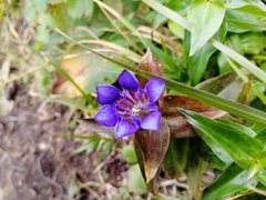 Gentiana dschungarica