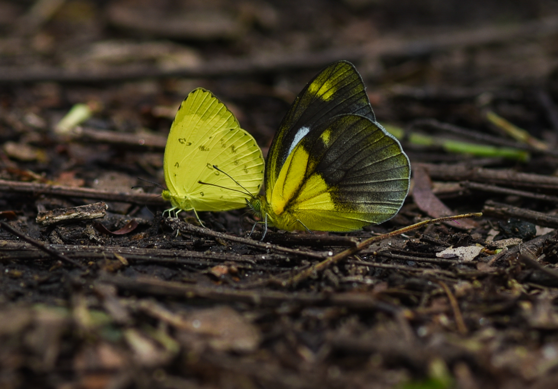 Common Grass Yellow