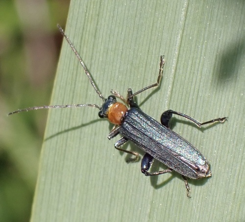 Oedemera croceicollis, Lexmond, Utrecht, NL, photo 8 of 10