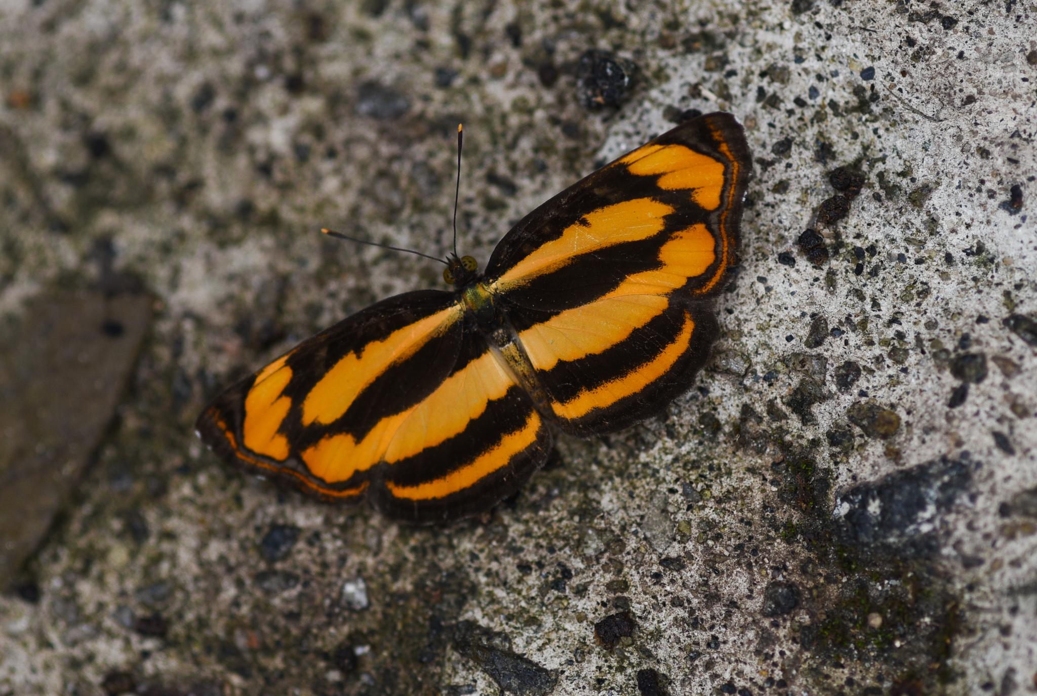 Common Lascar