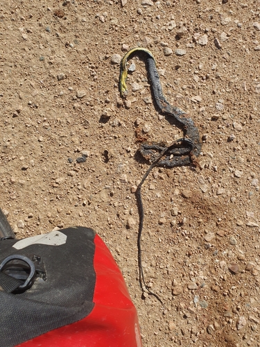 Common Tree Snake sighting