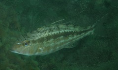 Lethrinus genivittatus
