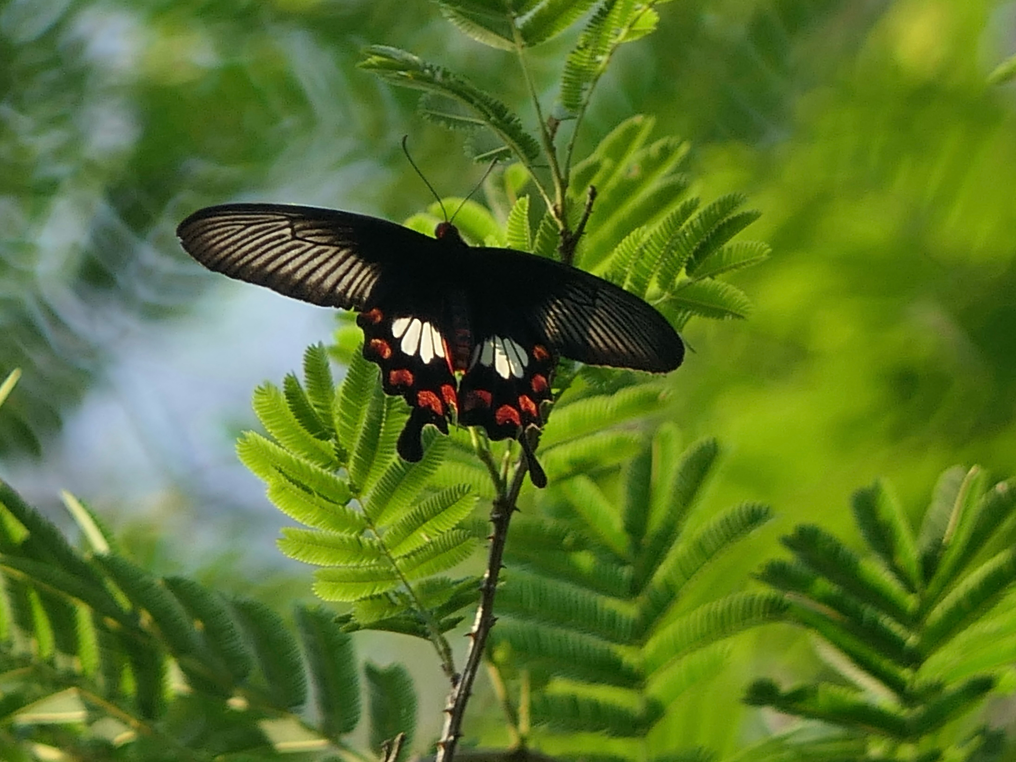 Common Rose