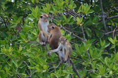 Macaca sinica