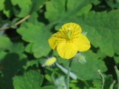 Chelidonium asiaticum