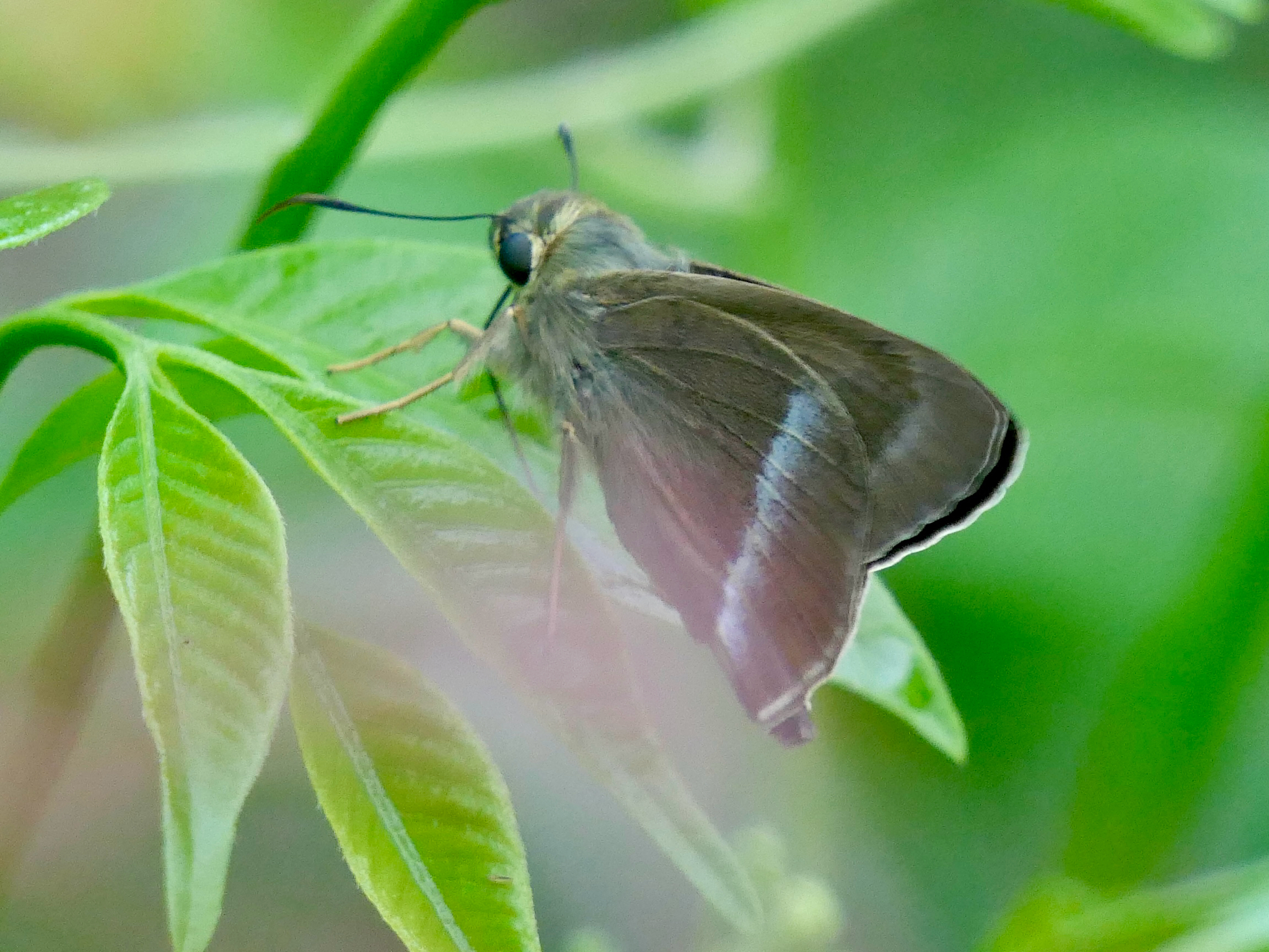 Common Banded Awl