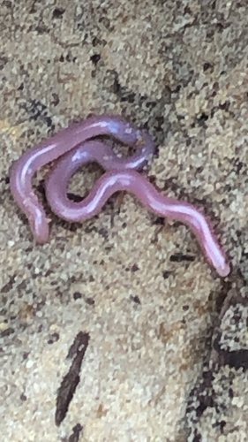 Southern Blind Snake