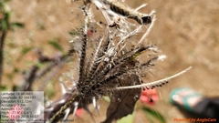 Stegodyphus sarasinorum