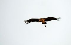 Leptoptilos crumenifer