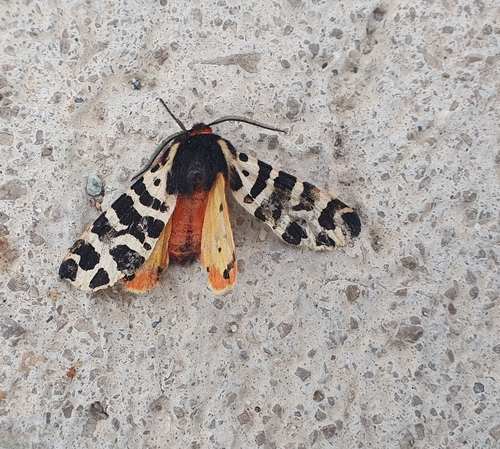 Arctia tigrina photo 5