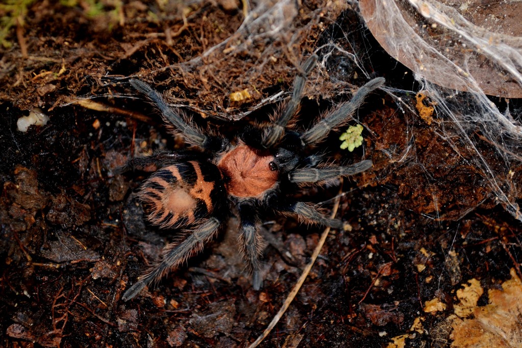 Guatemalan Tiger Rump Tarantula
