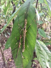 Neohirasea
