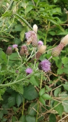 Cirsium arvense