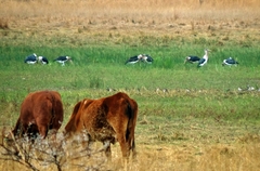 Leptoptilos crumenifer