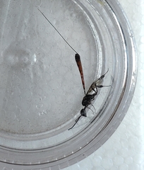 Gasteruption jaculator