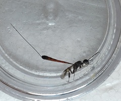 Gasteruption jaculator