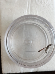 Gasteruption jaculator