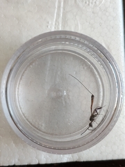 Gasteruption jaculator