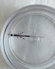 Gasteruption jaculator