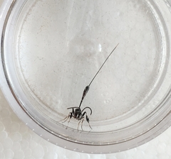 Gasteruption jaculator