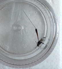 Gasteruption jaculator