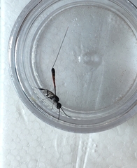 Gasteruption jaculator