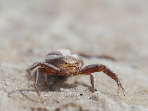 Swamp Crab Spider, , Friesland, Nederland, photo 8 of 10