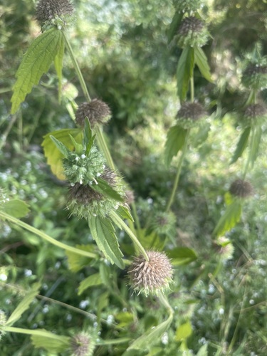 Whitewort