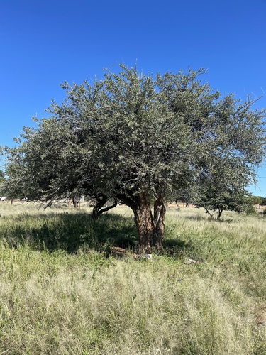 Shepherds tree