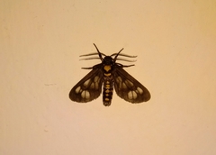 Eressa confinis