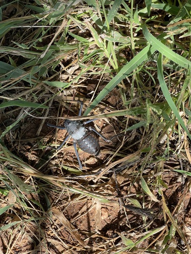 Brown Armoured Corncricket