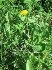 Chelidonium asiaticum