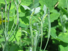Chelidonium asiaticum
