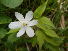 Anemonoides trifolia