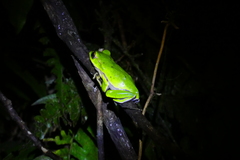 Zhangixalus prasinatus