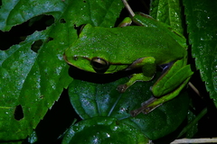Zhangixalus prasinatus