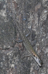 Sphenomorphus melanopogon