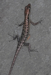 Sphenomorphus melanopogon